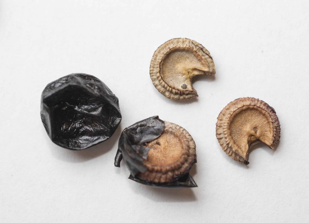 First Collection of Moonseed for the Seed Bank